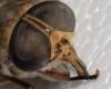 Tabanus glaucus